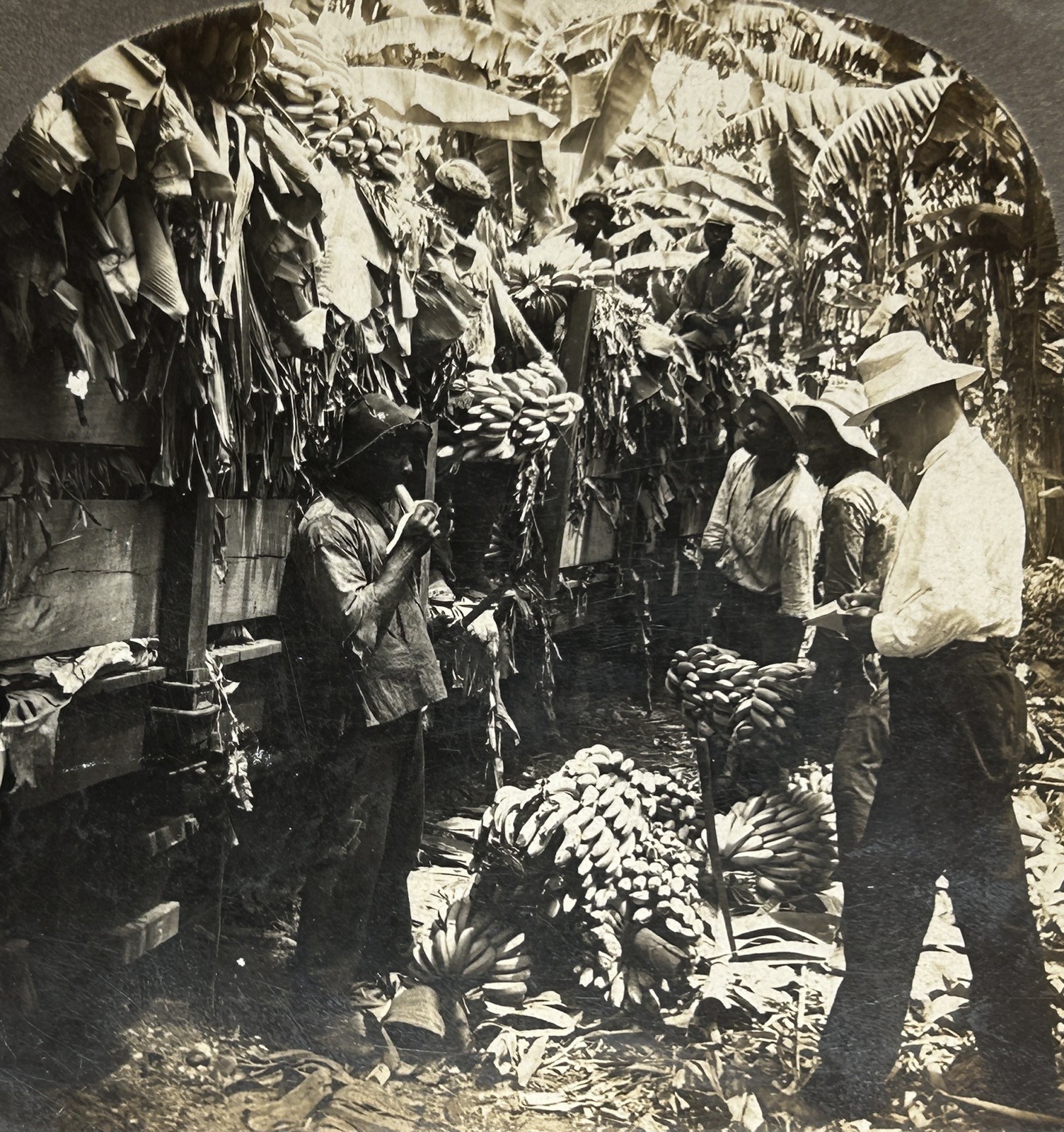 Costa Rica Unloading Des Train Banana 1906 Photo Stereo Vintage Analog