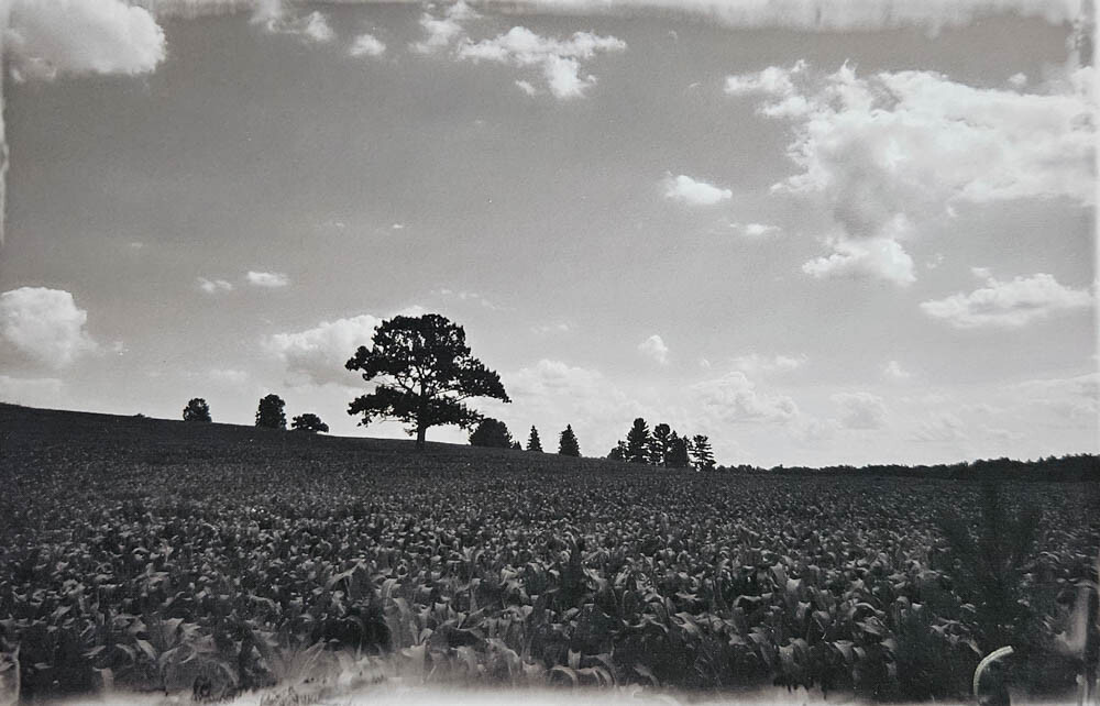 Art Photography Black and White Image Trees in Field 8 1/2 X 5 1/2 in Signed