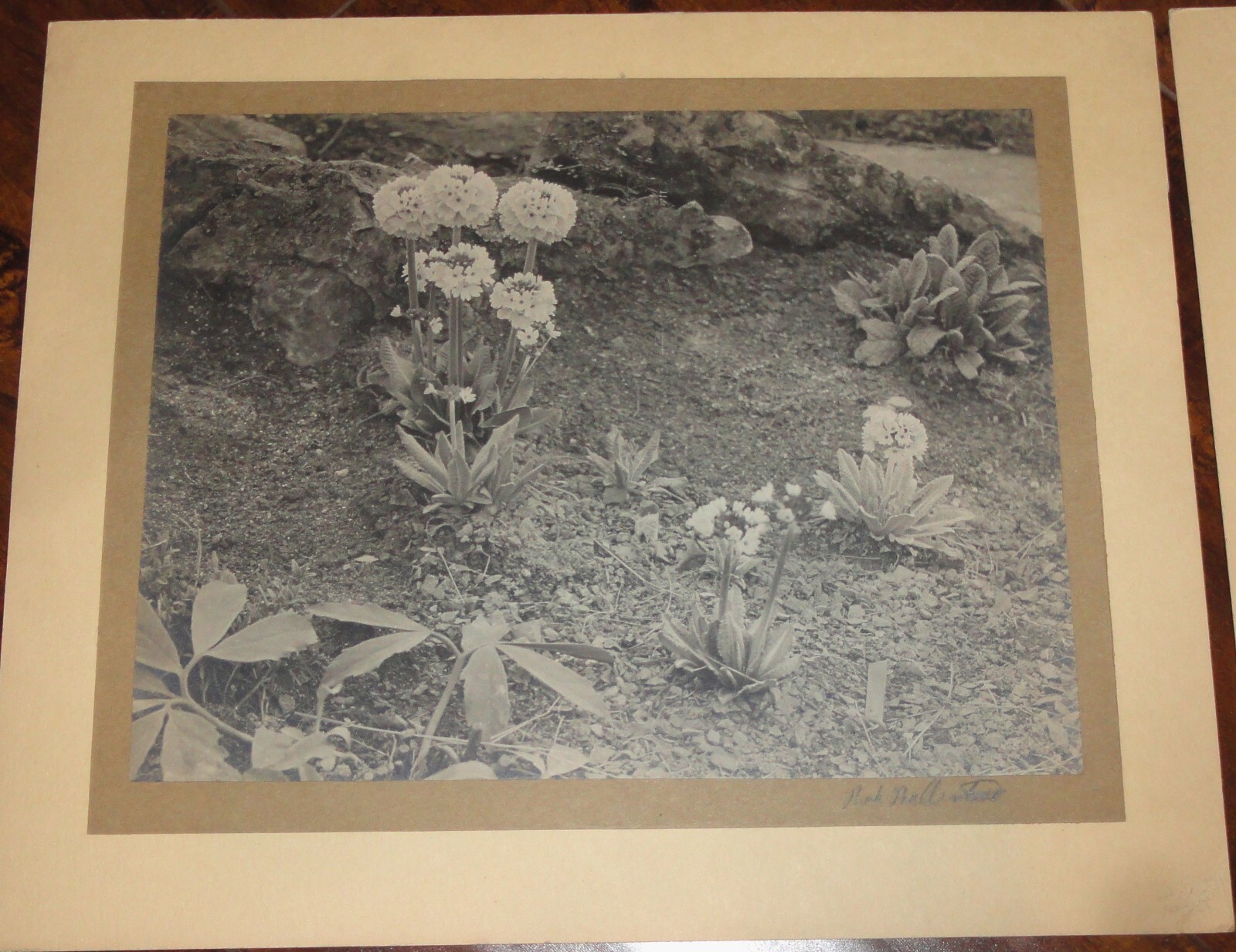6 Vintage Signed Matted Sepia Photographs ~ Montclair NJ Botanical Gardens