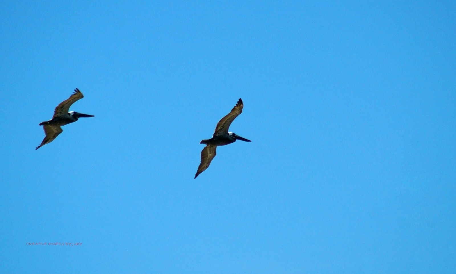 “Pelican Case” Brown Pelican wall art