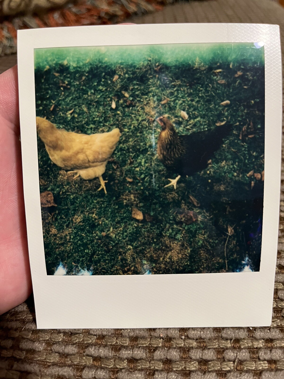 Two Chickens In A Yard Doing Chicken Things Polaroid Picture – OOAK