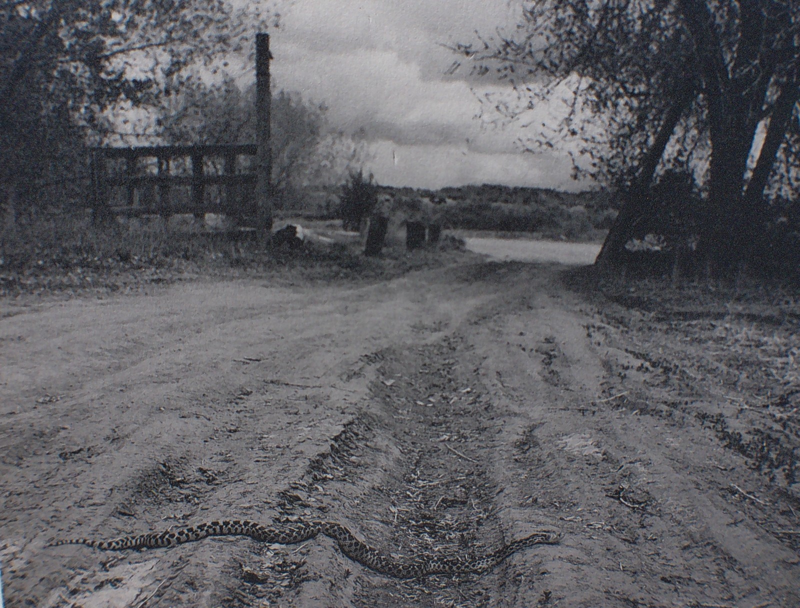 ” Snake! ” 1982 RAY BELCHER, Silver Gelatin Print , Santa Fe New Mexico