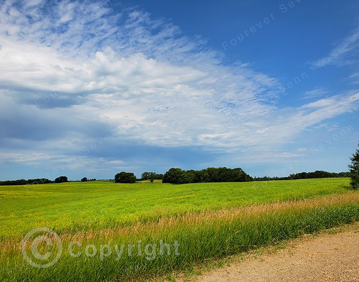 Non-AI Digital Photo Wheat Field Summer Blue Sky Prairie Landscape Country Farm
