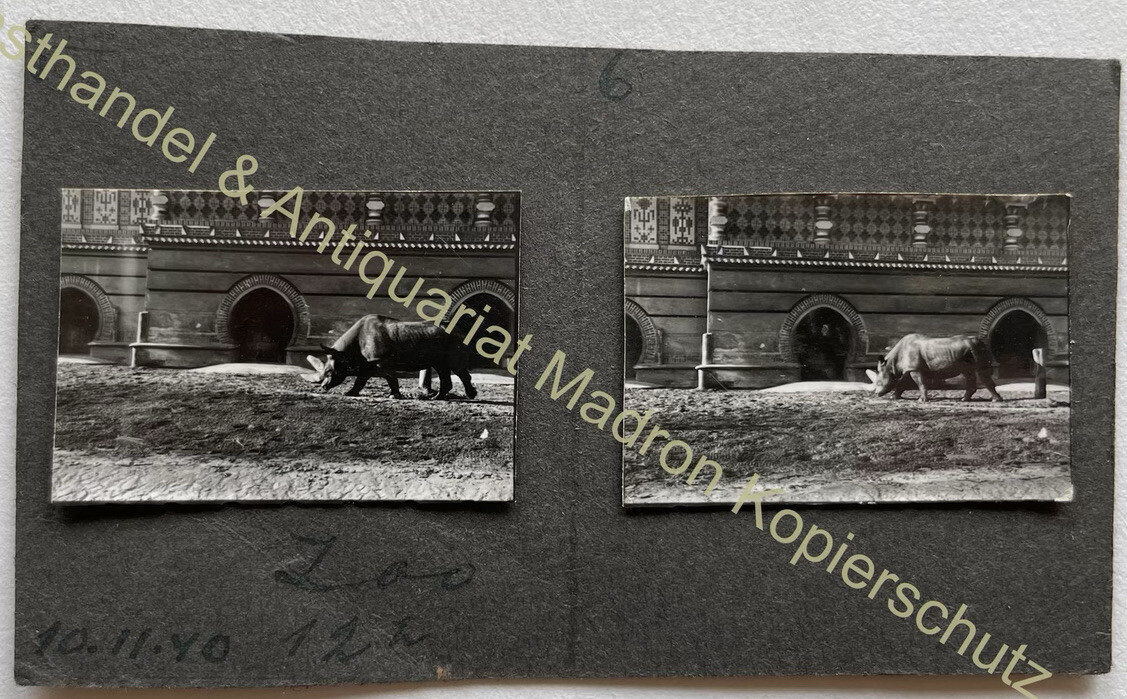 2pcs orig. Miniature Photo Rhino Circa 1910 Animal