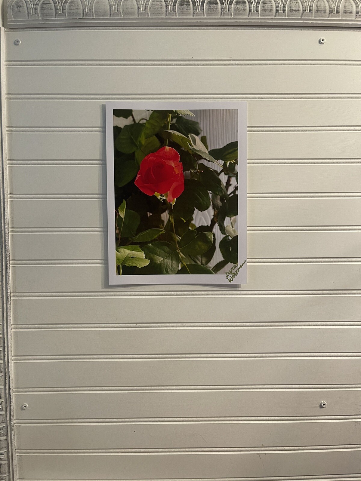 Garden Rose #8 – landscape photograph 8.5×11