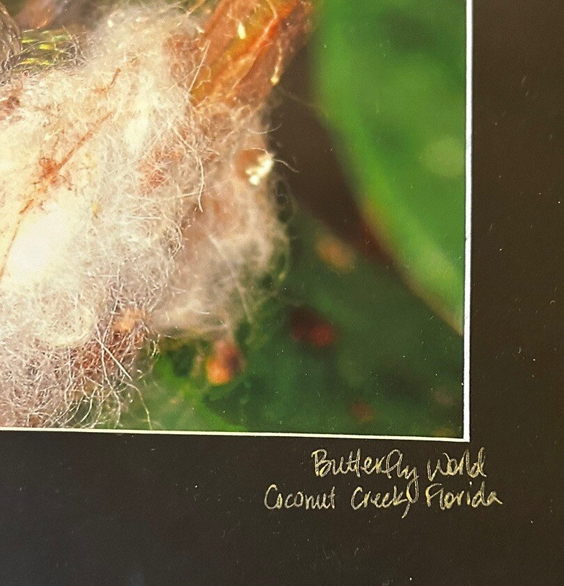 Hummingbird & Baby Chick In Nest Photograph Framed Matted 14×11” Butterfly World