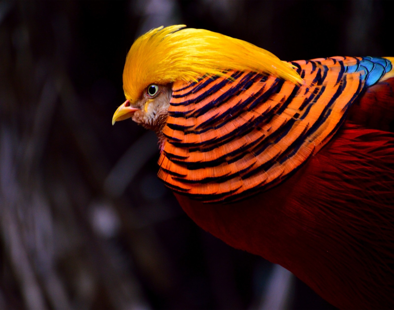 Golden Pheasant 11×14 Photograph Print 11″x14″