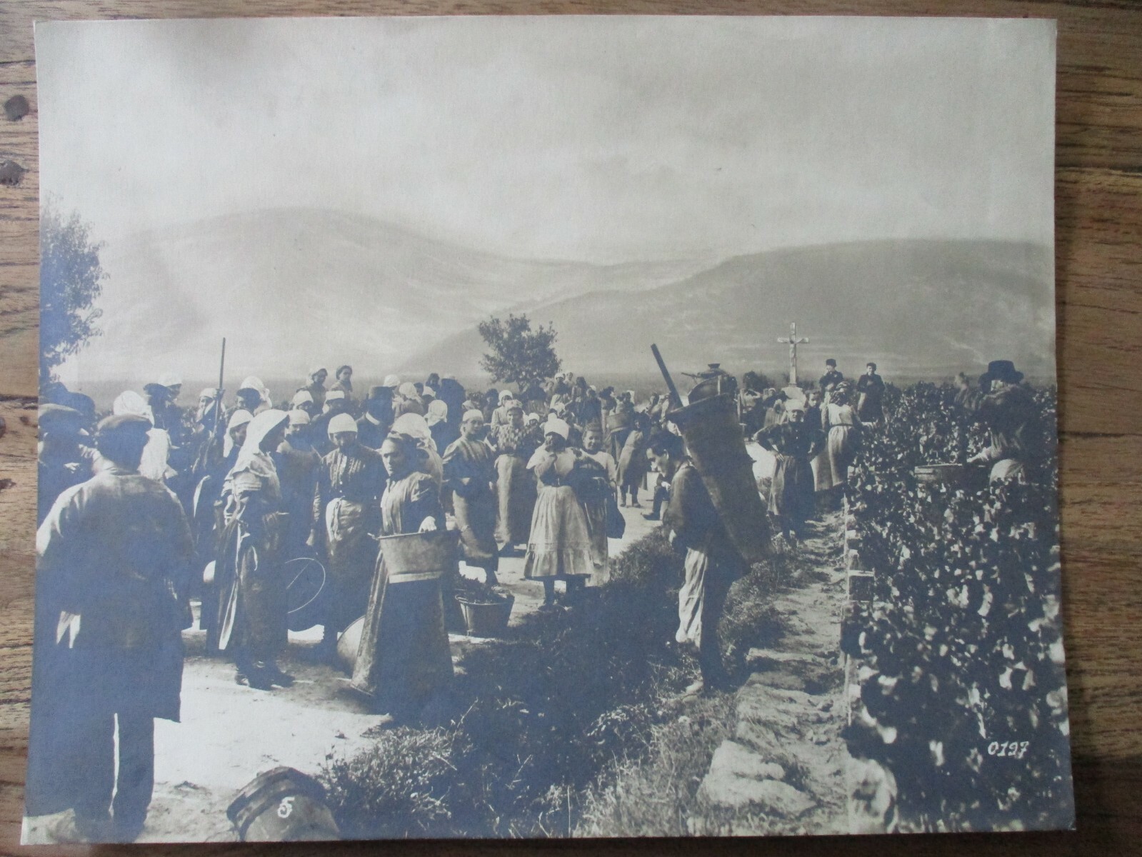 Large Photo Ukraine around 1917 – People – Farmers – Harvest – Wine – Approx 30x24cm