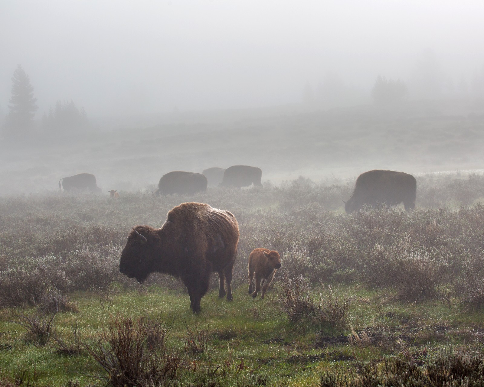 Bison in the fog, Swan Lake Flat 8″x10″ Photograph Print 8×10