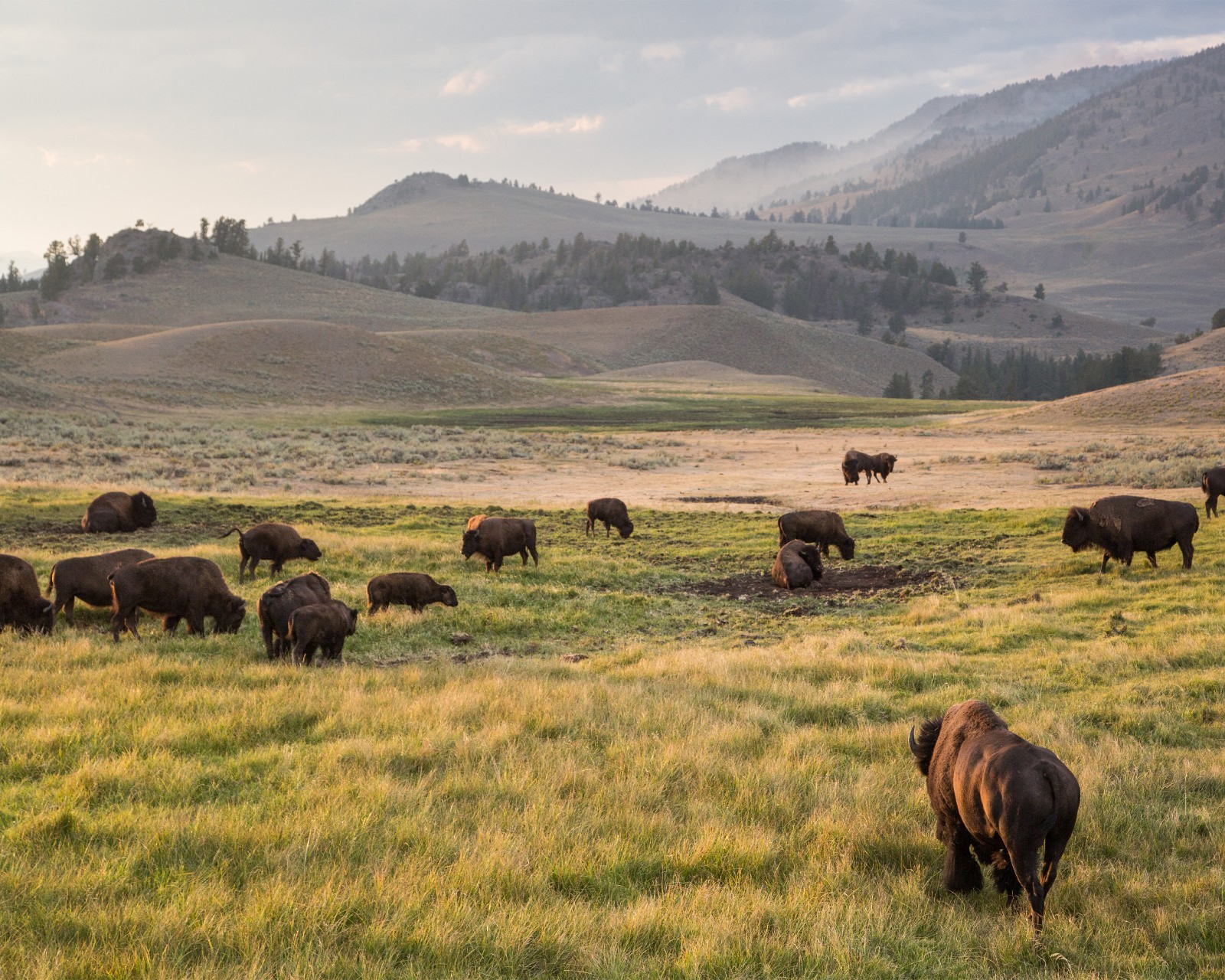 Bison, Lamar Valley 8″x10″ Photograph Print 8×10