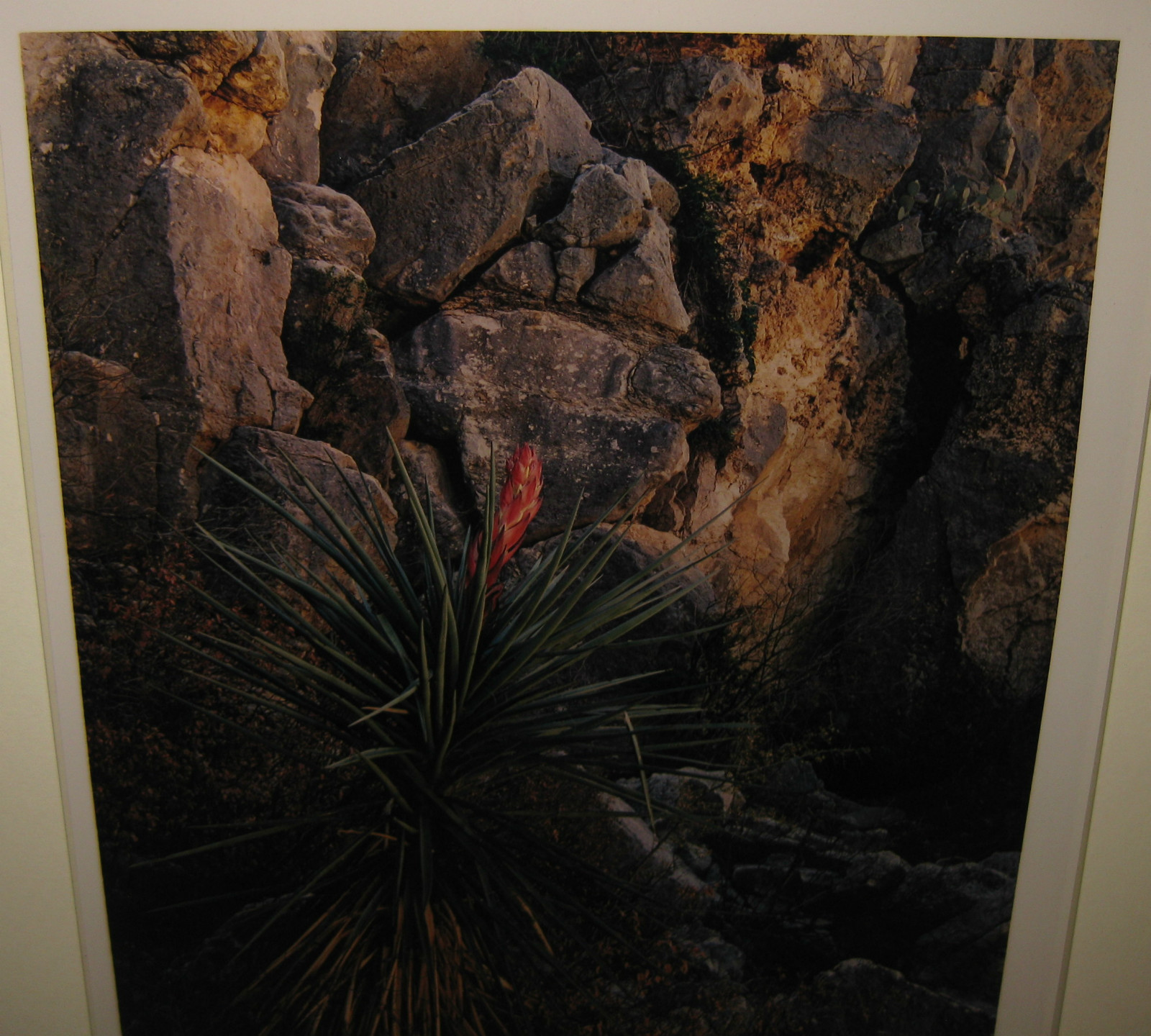 VINTAGE JIM CLINTON BONES LISTED NEW MEXICO NARROW LEAF YUCCA FLOWER PHOTOGRAPH
