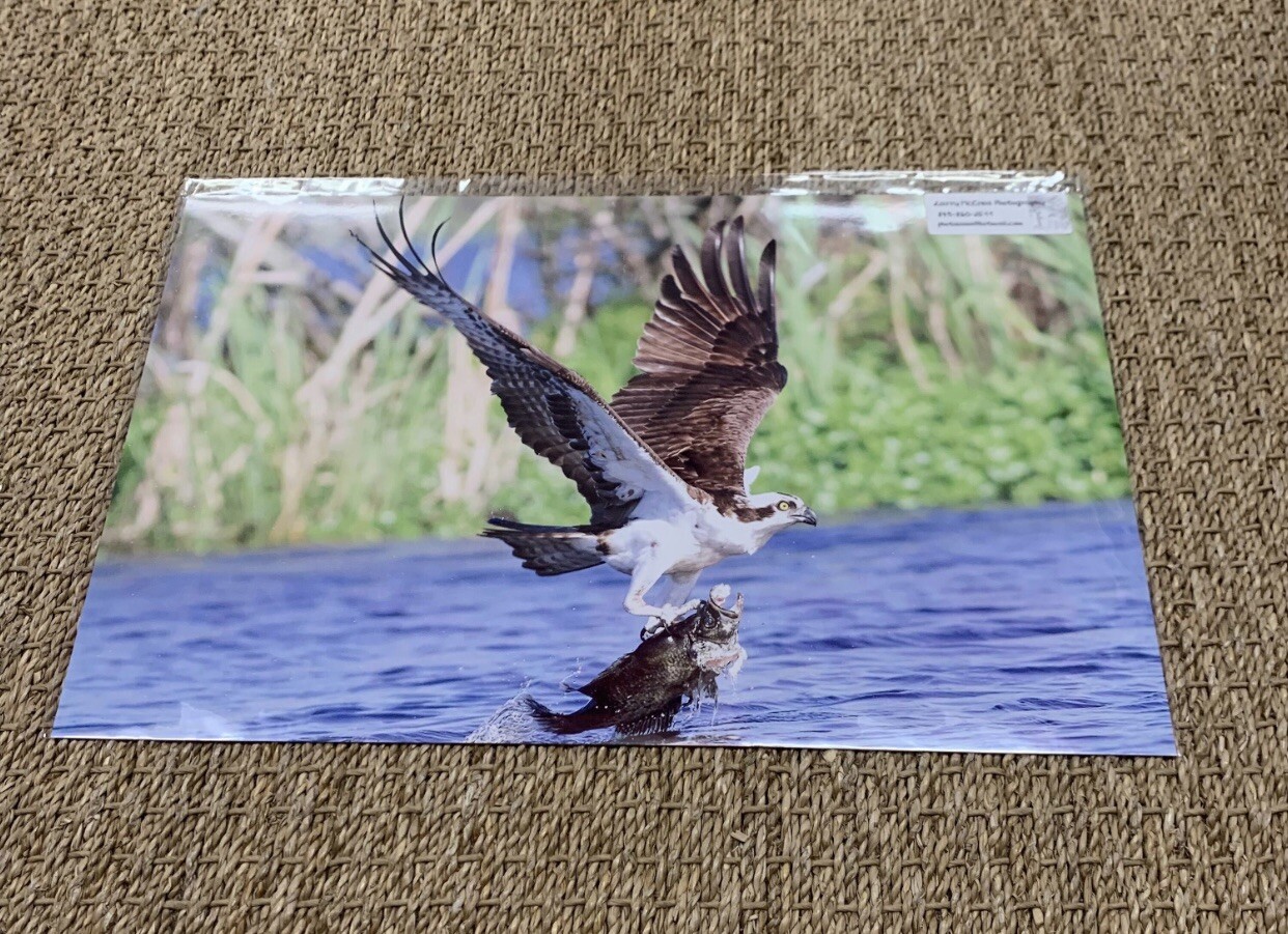 11”x17” Osprey “Caught One” At Huntington Bch, SC Larry McCrea Photography.