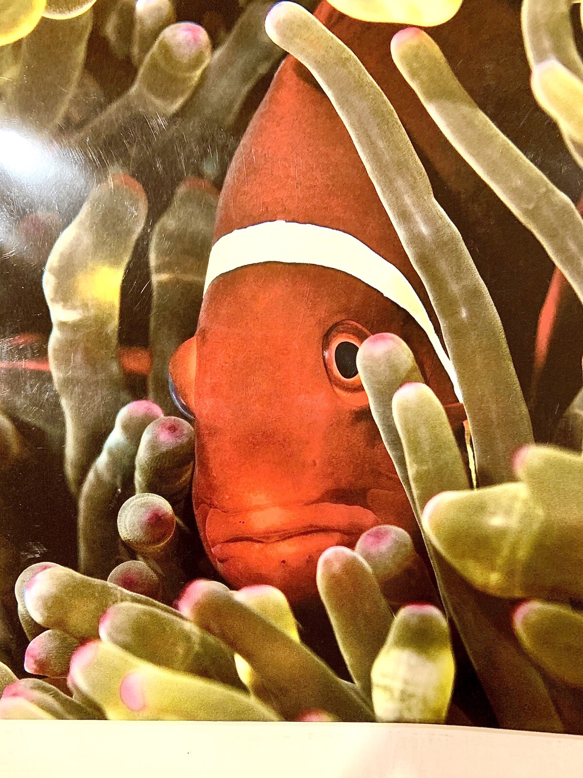 Banda Sea Indonesia – Spine Cheek-Anemonefish Photo By Artist Vince Matulewich
