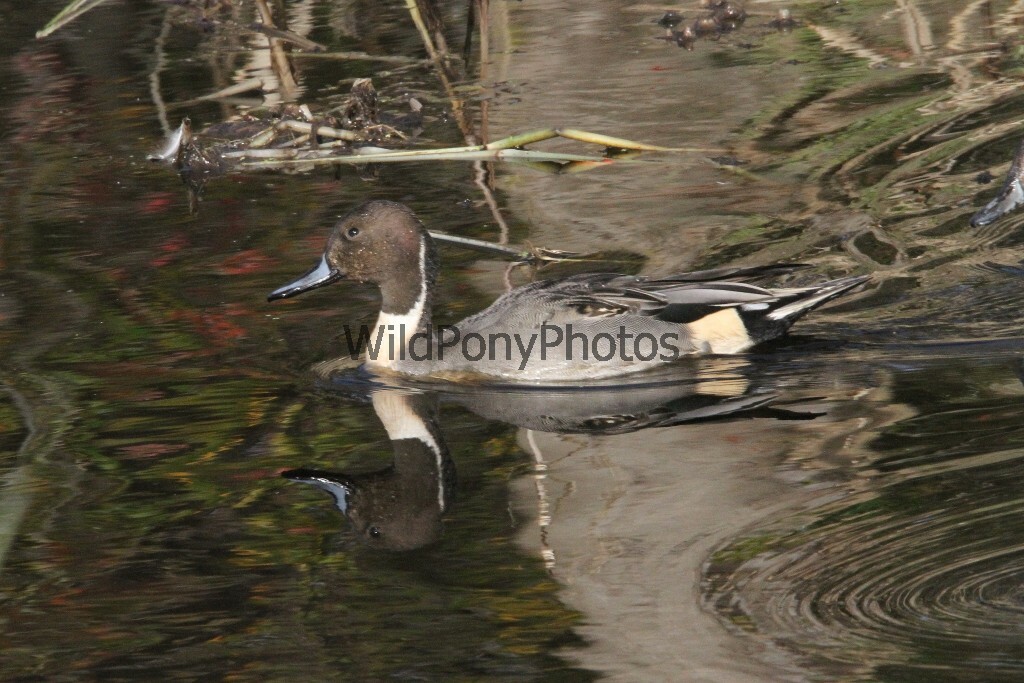Pintails Photo 1, Pick One Image – Various Sizes
