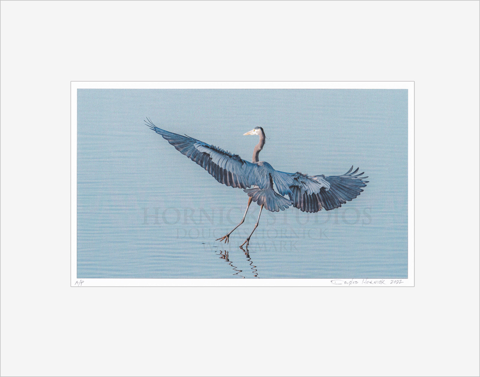 Great Blue Heron Landing – Matted for 11×14 Signed Proof Fine Art Photography