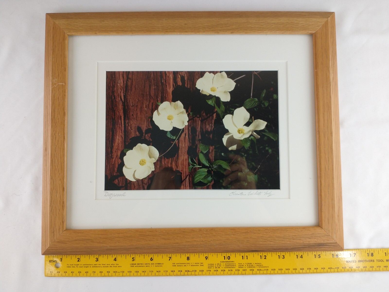 Signed Christine Loberg Dogwood Redwood Tree Photo Print Framed w/ Dedication