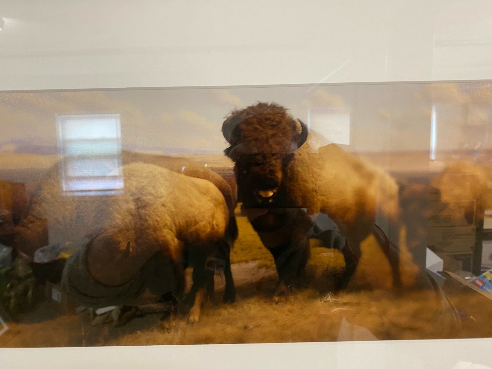 Jonathan Singer “Buffalo” 2006/2008 Edition 3/10 Inkjet Print in Wood Frame