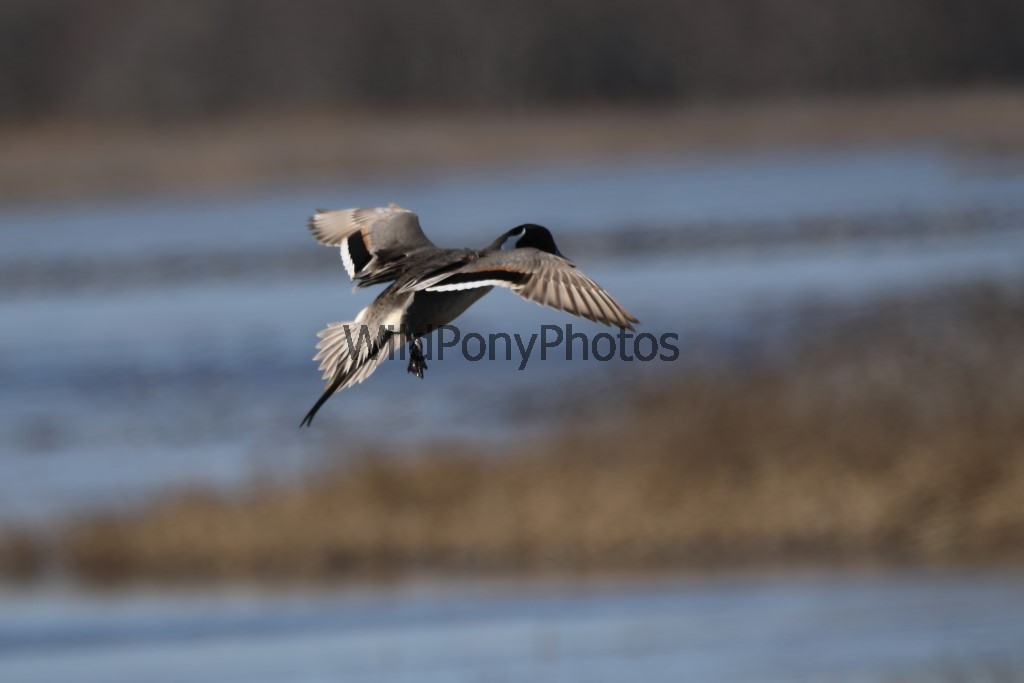 Pintails Photo 1, Pick One Image – Various Sizes