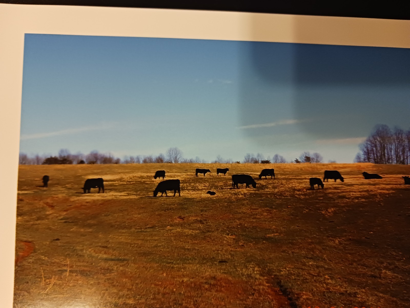 Prints of Black Angus Cows and Calves on a Winter Day Farm Ranch Beef Cattle