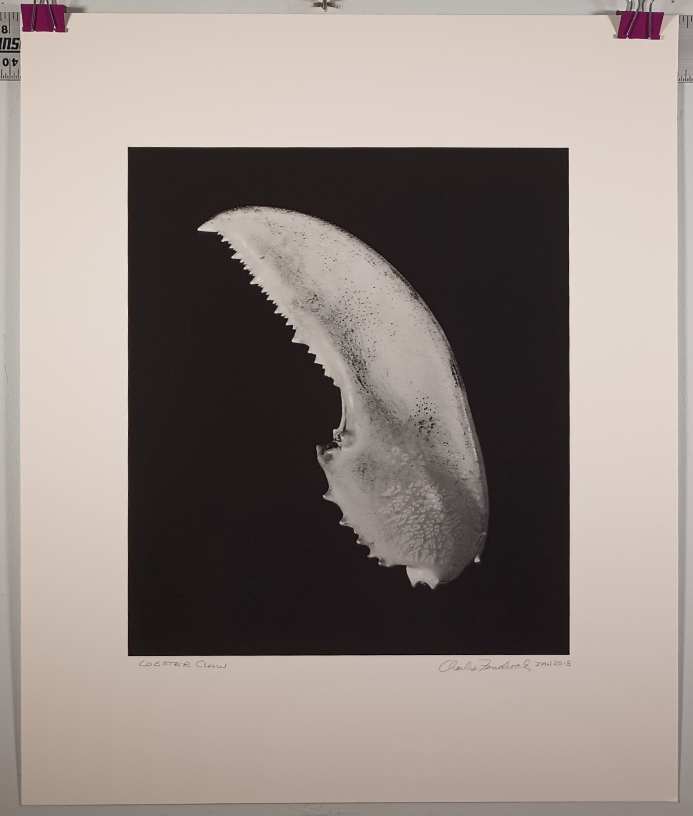 Stunning Large Format B&W Photograph “Lobster Claw” by Charles Fendrock Listed