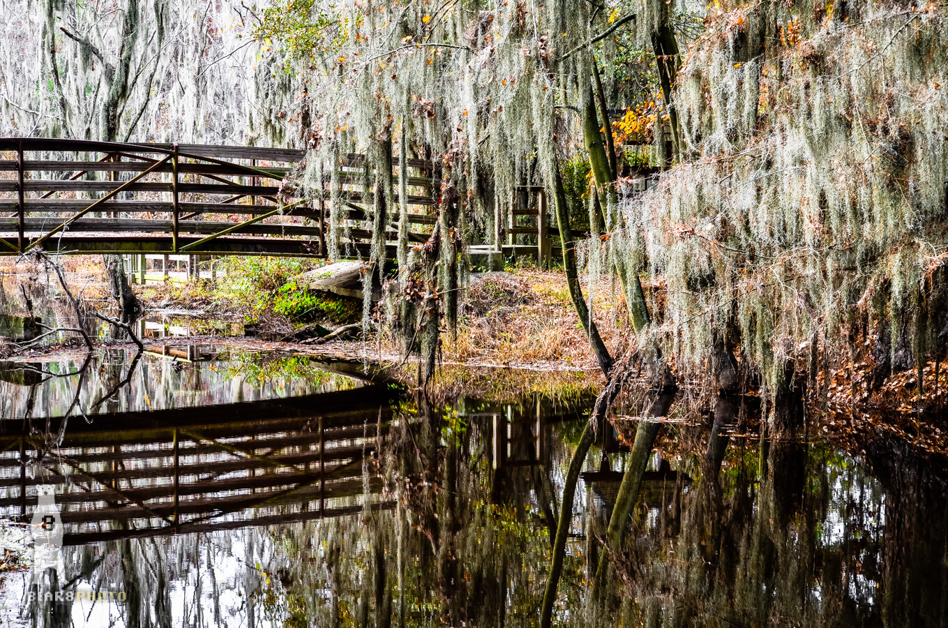Phinizy Swamp – Fine Art Nature Photography by Bear8Photo