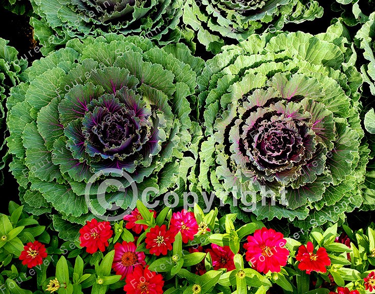 Non-AI Digital Photo Ornamental Cabbages & Red Flowers Plants Nature Photography
