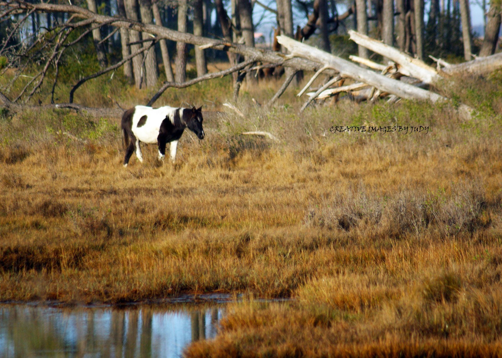 ” An Oreo in the Swamp” Wall Art