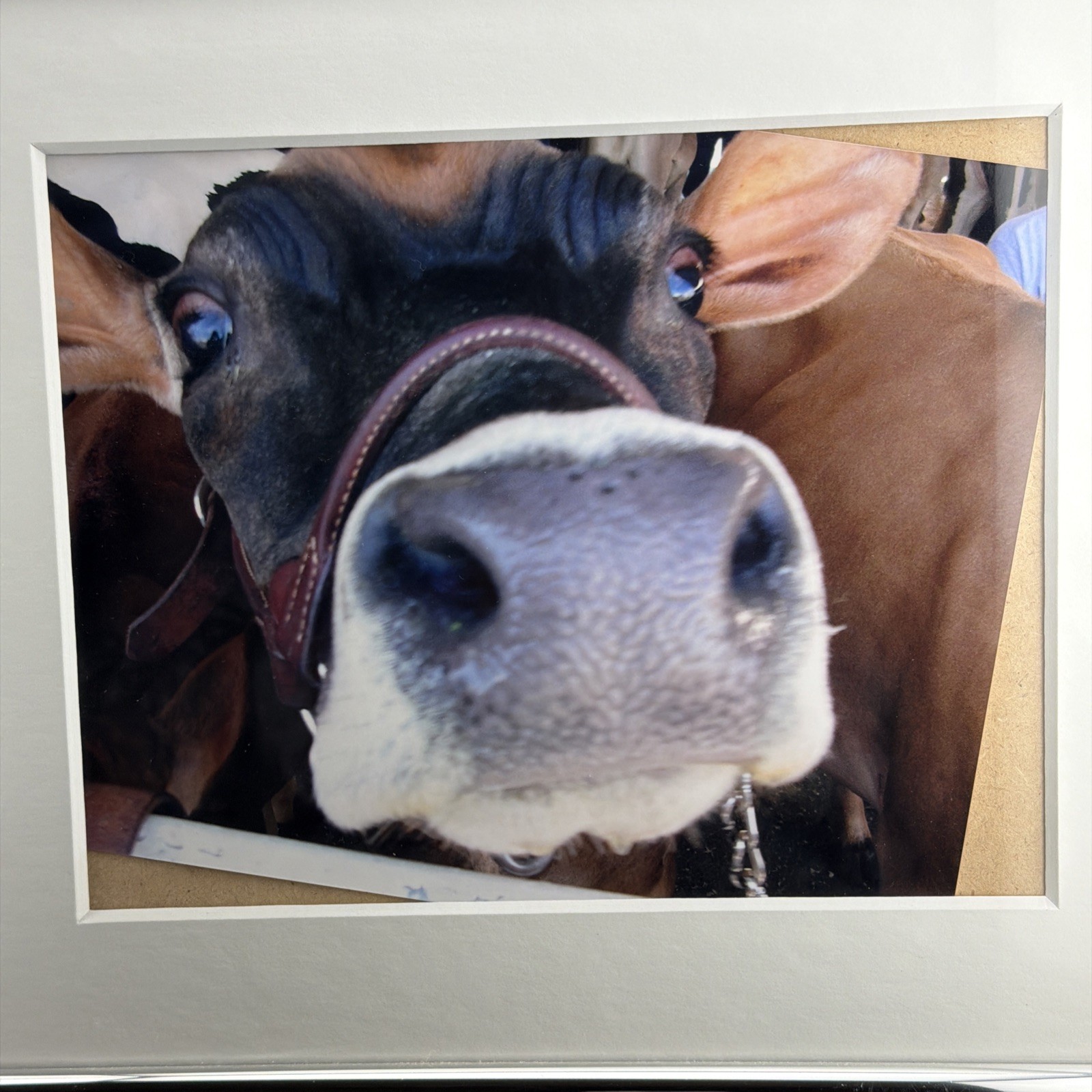 Framed Photograph Art Of Cow Frame-16 X 13