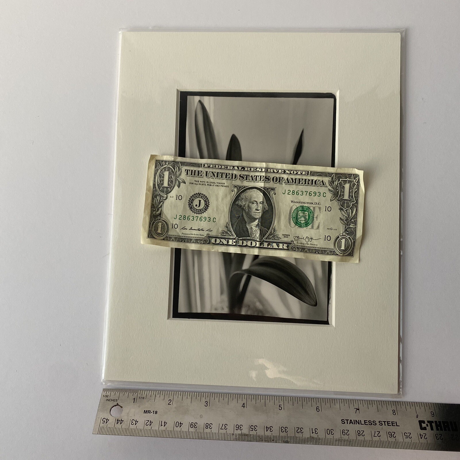 Black & White Floral Linear Contrast Sunlight Still Life Matted Print 8″x10″
