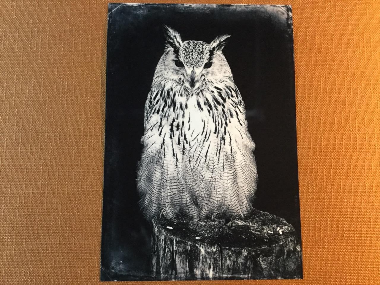 Barn Owl J Edwards Original Art Tintype Limited Series From Artist C046