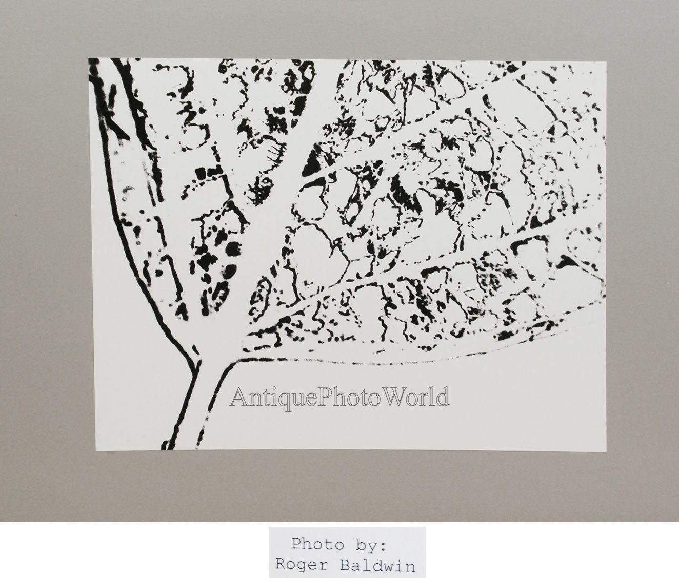 Leaf photogram vintage abstract art photo by R. Baldwin