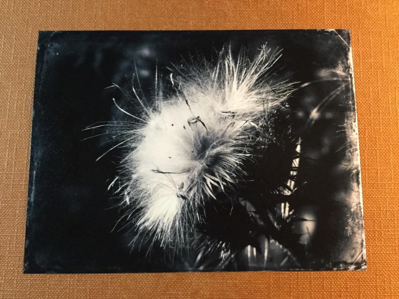 Wild One J Edwards Original Art Tintype Limited Series From Artist C048
