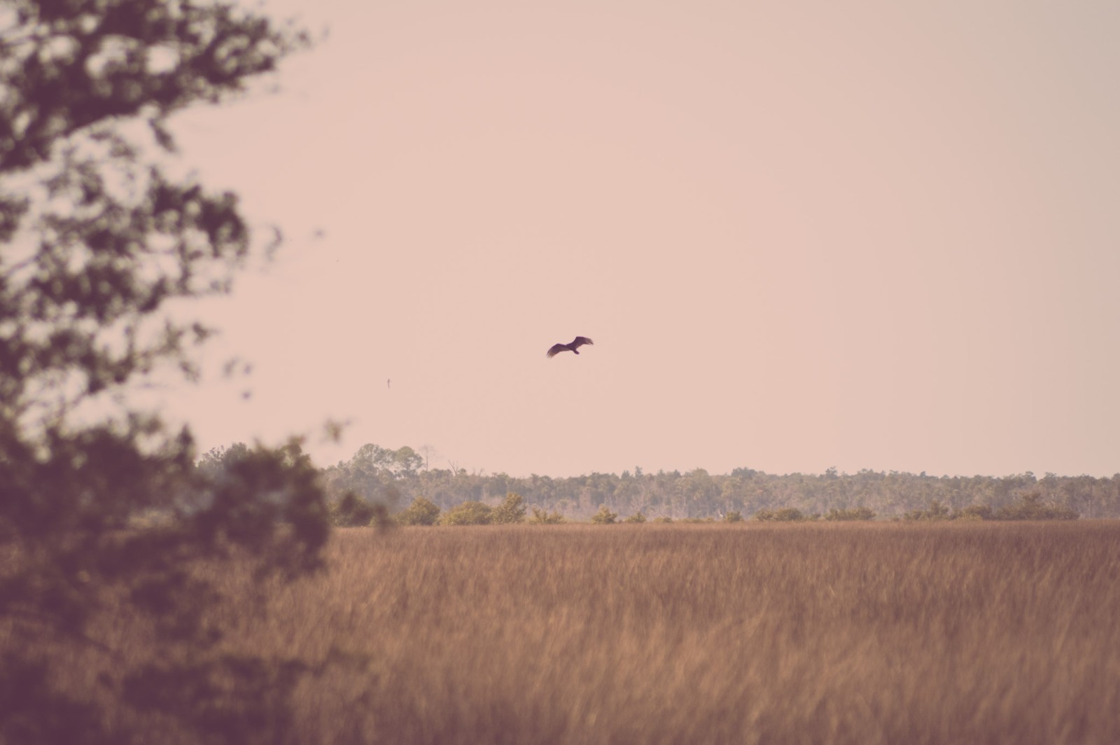 Crystal River Bird Photography Digital Image Picture Photo Wallpaper Background