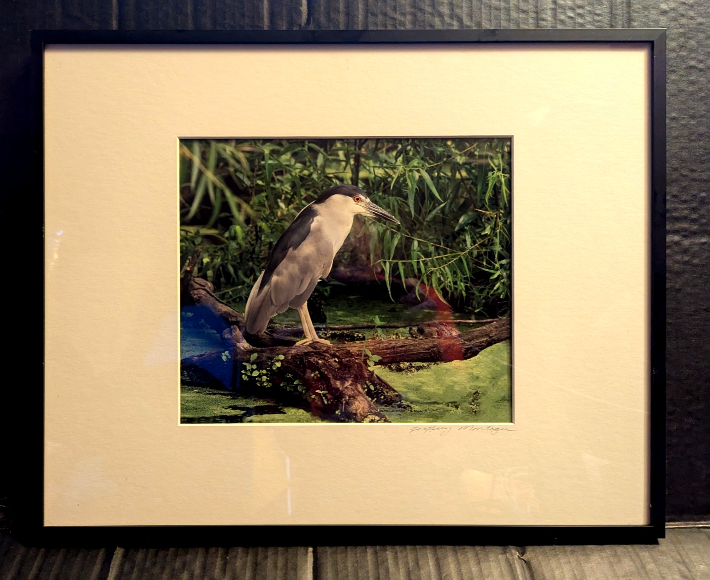 Gorgeous Wildlife Photograph Crane Pro Framed Jeffery Montagu Signed 20″ X 16″