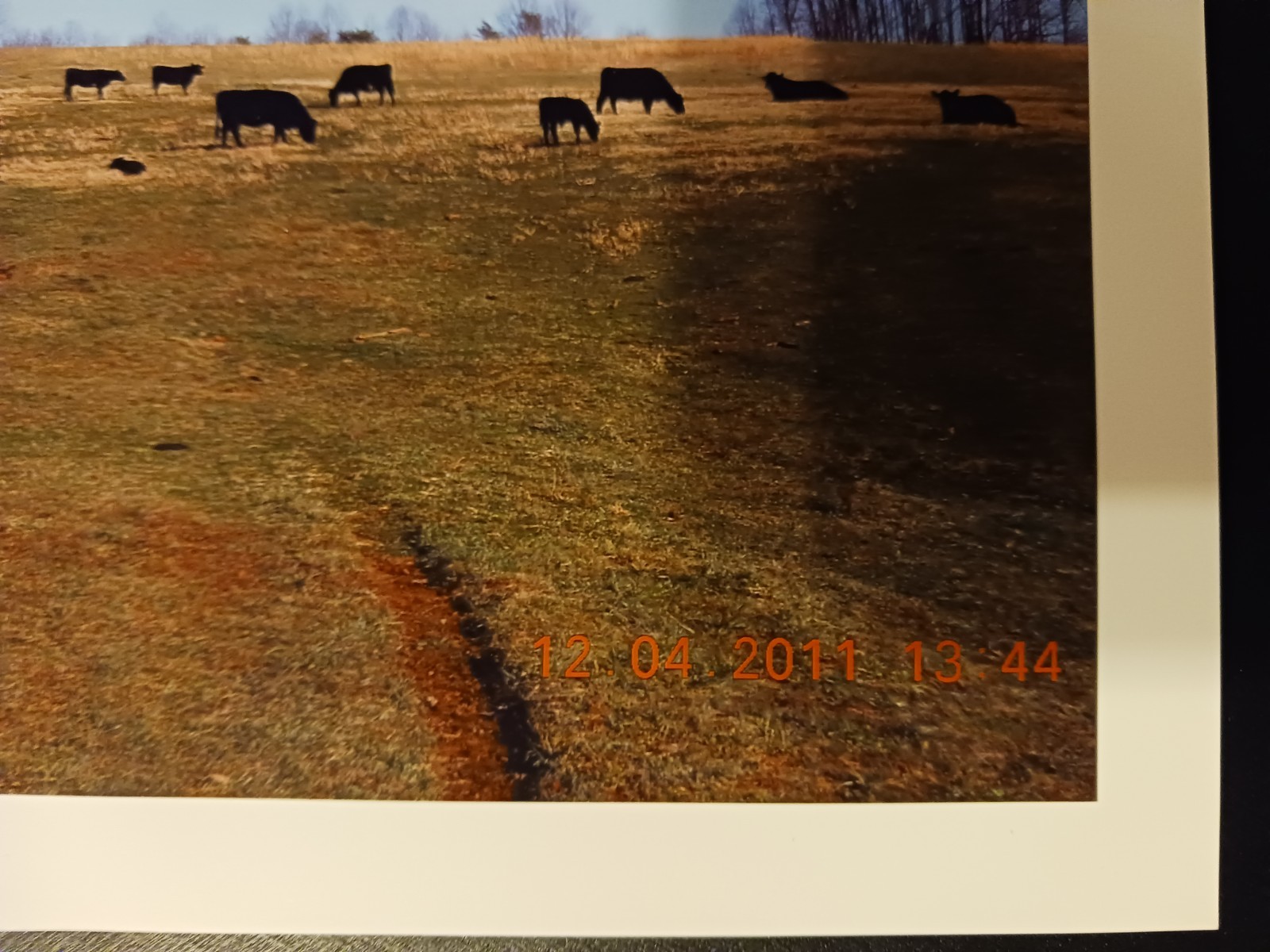 Prints of Black Angus Cows and Calves on a Winter Day Farm Ranch Beef Cattle
