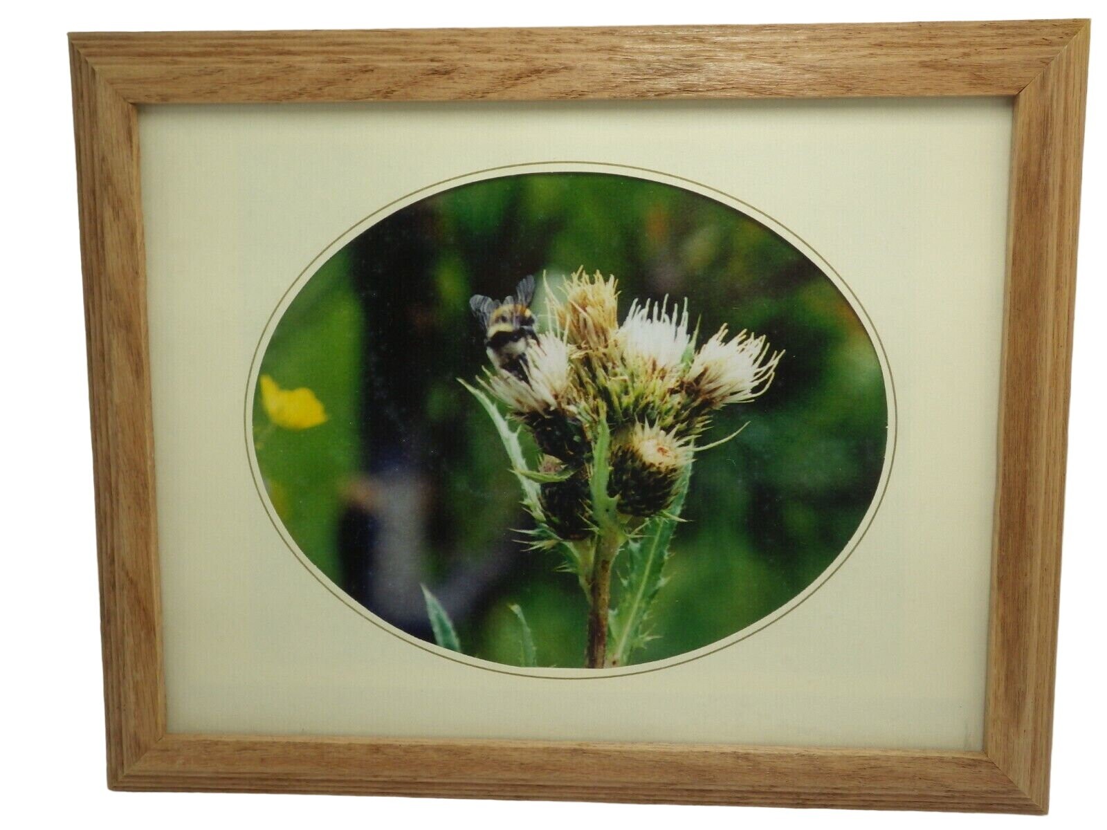Thistle Bumble Bee Framed Photo Print Oval Matte