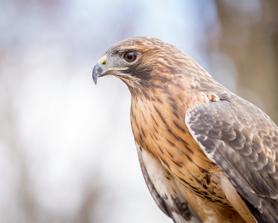 Red-tailed Hawk 8×10 Photograph Print 8″x10″