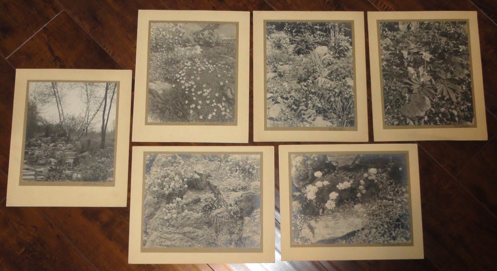 6 Vintage Signed Matted Sepia Photographs ~ Montclair NJ Botanical Gardens L2