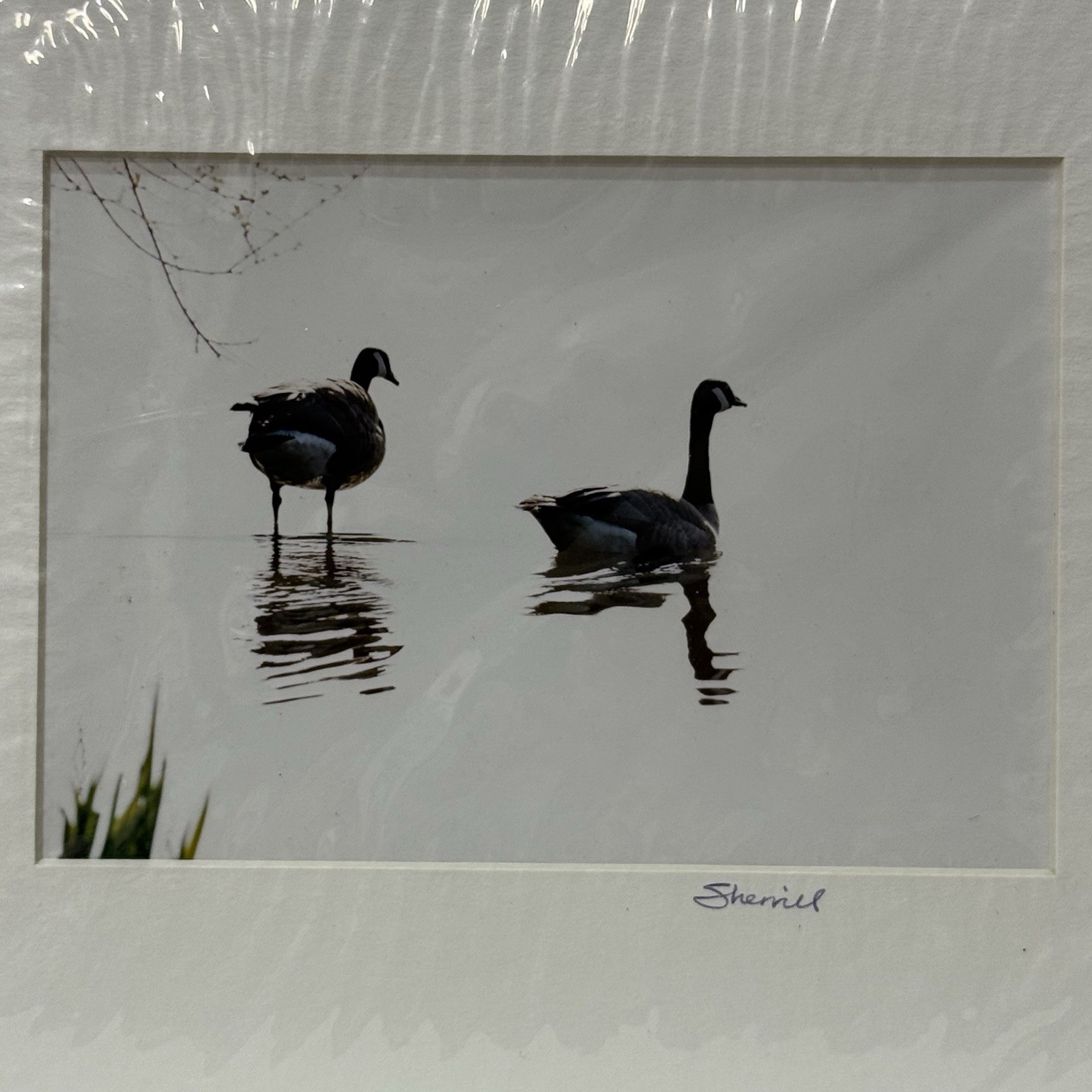 Signed Sherrill Photo Canada Geese Wildlife Bird B&W Minimalist Art Nature Decor