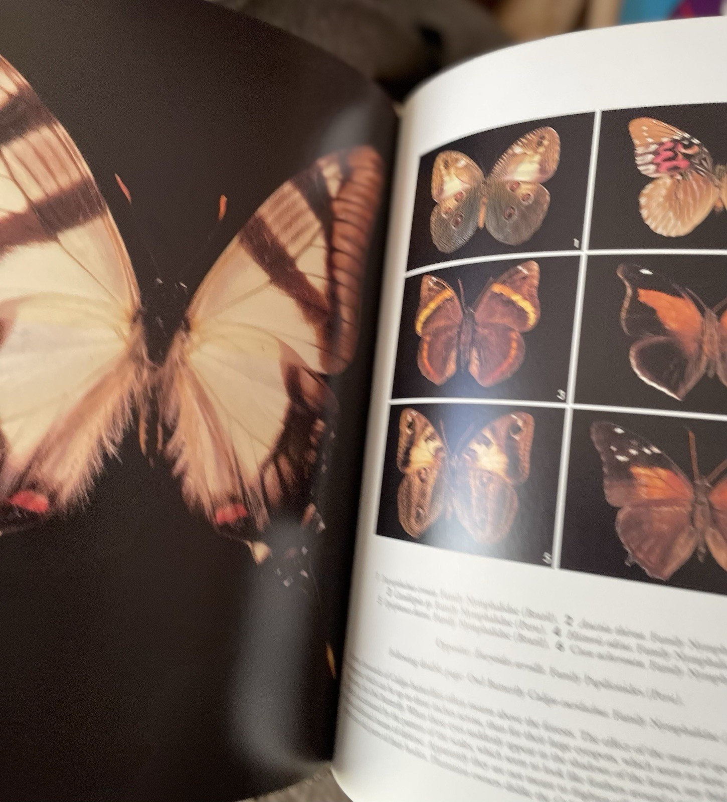 Butterflies of the World by Michel Viard and Alain Eid (1997, Hardcover) Large