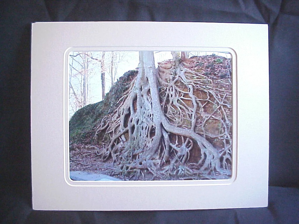 Greenville, S.C., Medusa Tree Roots #2, Fine Art Photo Print – Matted 11×14. #10