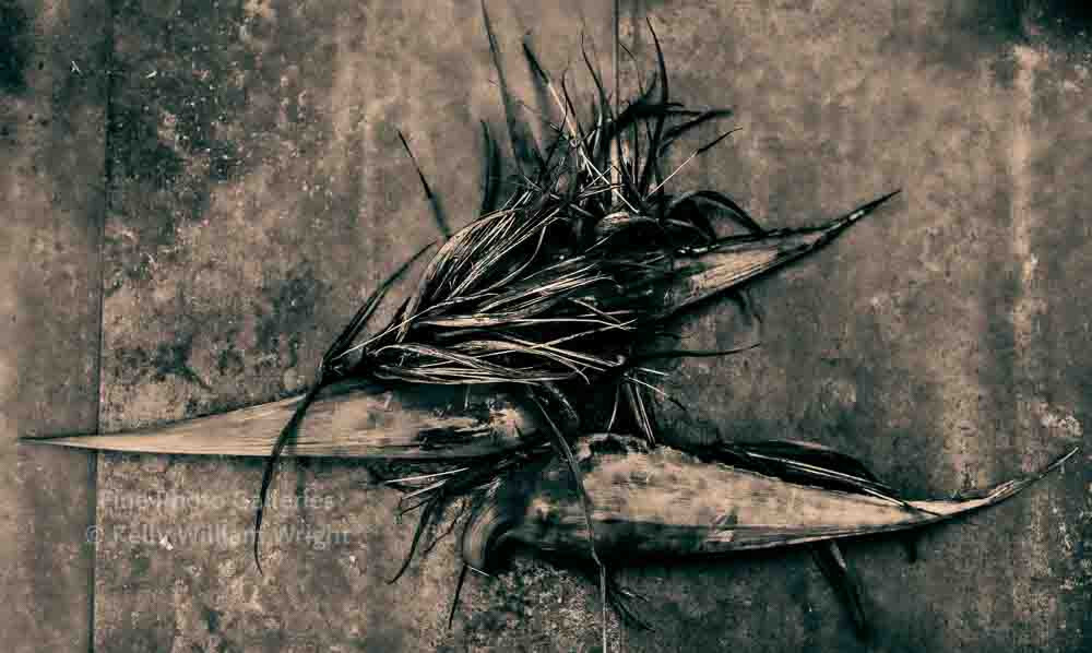 KELLY WILLIAM WRIGHT Botanical Still Life Bird Of Paradise Flowers Photo 13×19