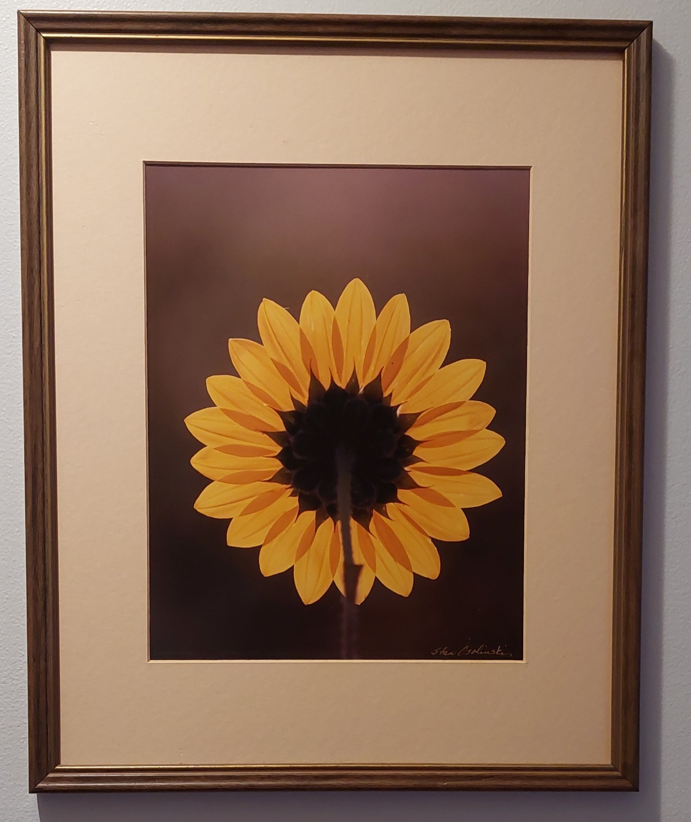 Stan Osolinski Sunflower Photo Signed Framed 16″x20″ 1980s