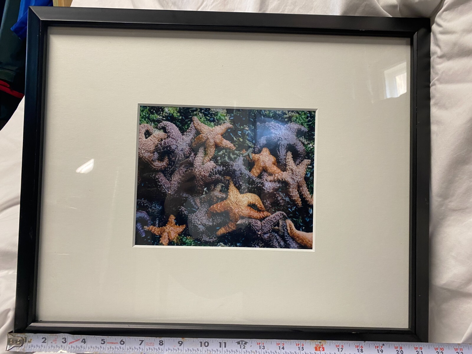 Framed Sea Star/Starfish photograph Ochre Sea Stars in British Columbia