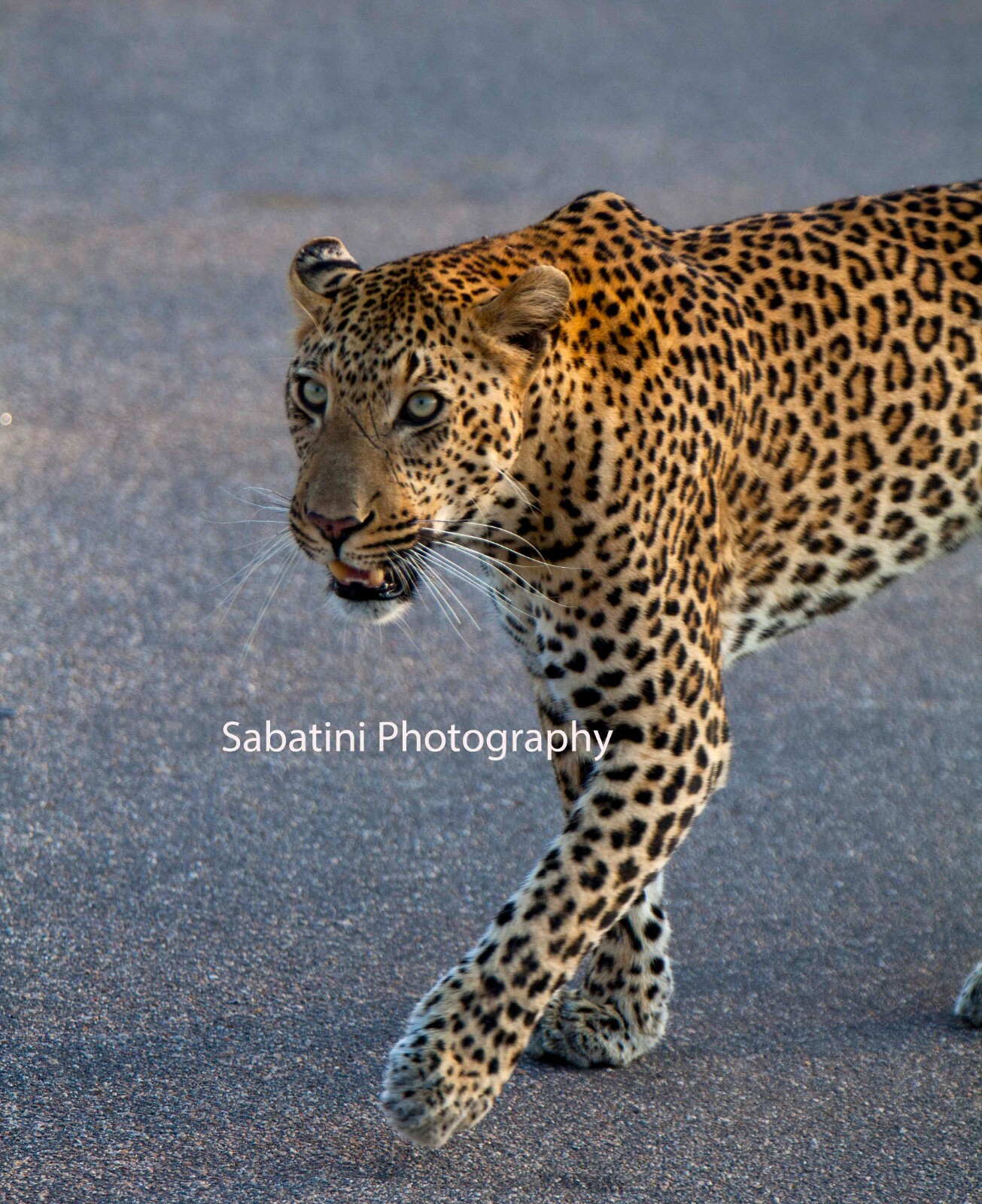 Kruger National Park, South Africa “Leopard on the Prowl” Metallic Print 11 x 14