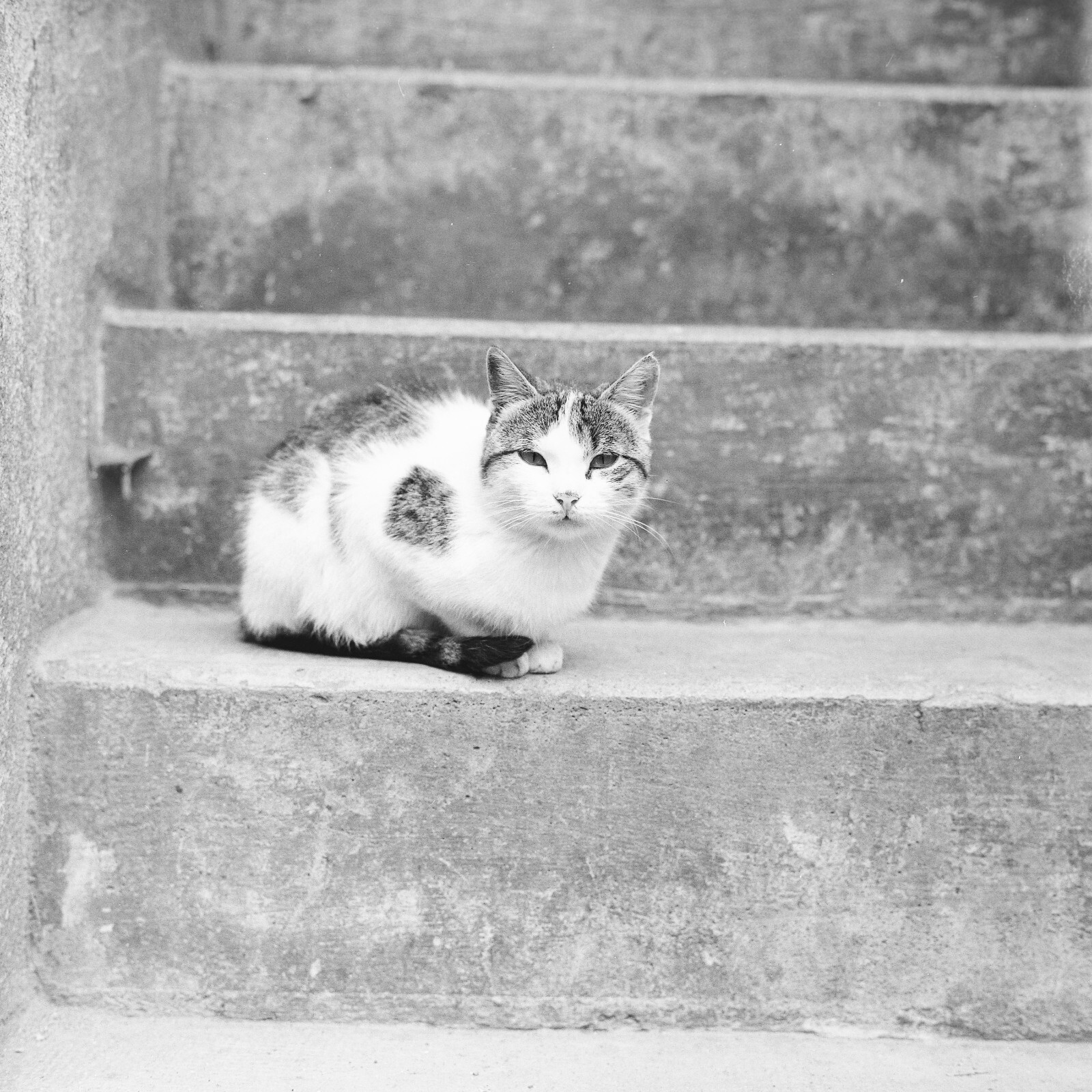 Photo Paper Vintage Cat 1960 Format 40x40cm