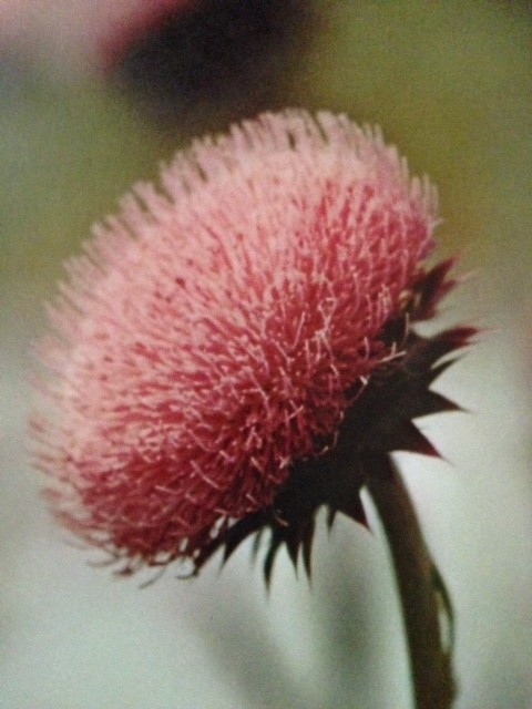 From nature by Torkel Korling – Wild Plants in Flower, plates XLII – XLIX (1963)