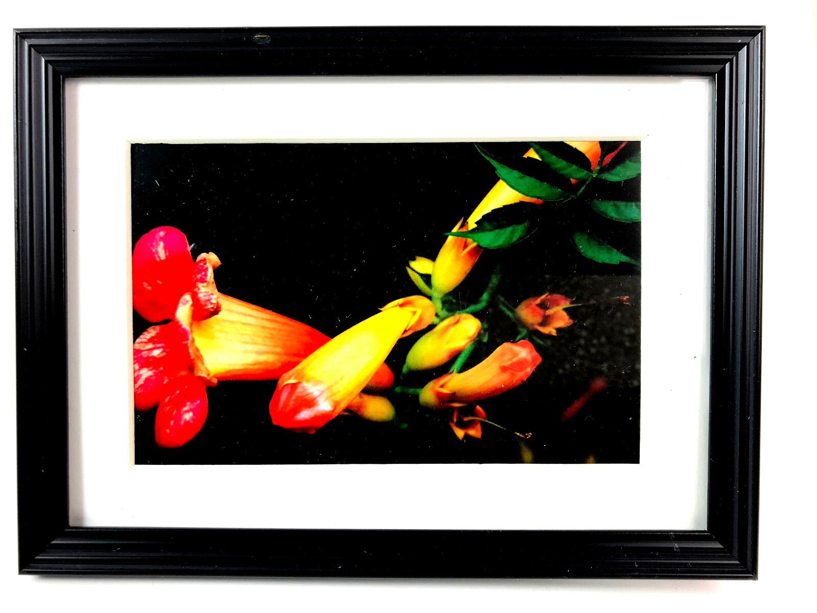 SAX BLOSSOMS 4×6 ” MATTED AND FRAMED PHOTO PRINT, READY TO HANG