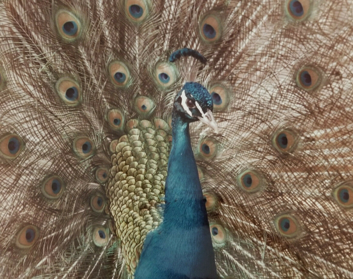 Peacock in Full Regalia Photograph: 16″ x 20″: Exquisitely Detailed