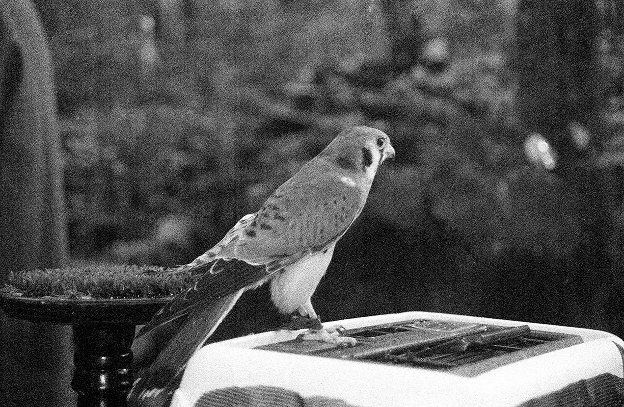 Peregine Falcon side view, Rosendale, NY, 8 x 10 in art photo by Mel Gonz, 2024